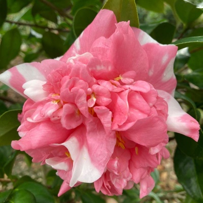 Elizabeth Le Bey Variegated